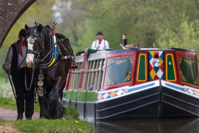 A delightful horse drawn “Tivertonian” barge that provides trips along the Grand Western Canal from Tiverton, Devon on April 23, 2022. (Photo by Robon Morrison/South West News Service)