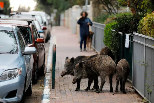 Wild boars gather in a residential area in the northern Israeli city of Haifa on December 5, 2019. Dozens of wild pigs have taken up residence inside the coastal city of Haifa in northern Israel, after the city banned culling. They rip up vegetation and rummage through bins, sparking a fierce debate between animal rights defenders and those in favour of driving away or killing them. The pigs have long entered the city at night looking for food and water but residents say in recent months they have been increasingly brazen – standing in the middle of streets without fear, digging up public gardens and even overturning large refuse bins. (Photo by Menahem Kahana/AFP Photo)