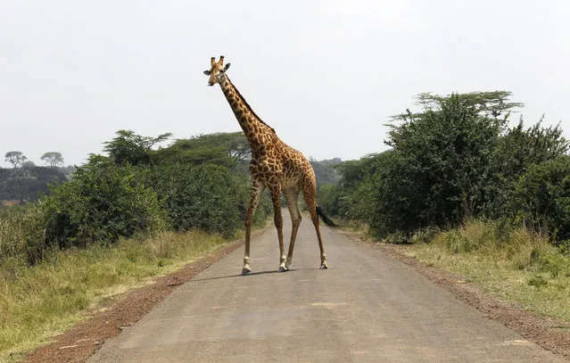 A giraffe walks across a paved road at the Nairobi National Park in Kenya's capital Nairobi, September 19, 2014. (Photo by Thomas Mukoya/Reuters)