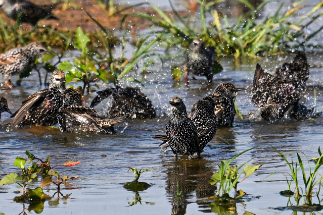 Starlings (Sturnidae) are seen near Doganpinar Dam as migratory birds congregate in the wetlands during seasonal changes in Oguzeli district of Gaziantep, Turkiye on October 05, 2024. (Photo by Adsiz Gunebakan/Anadolu via Getty Images)