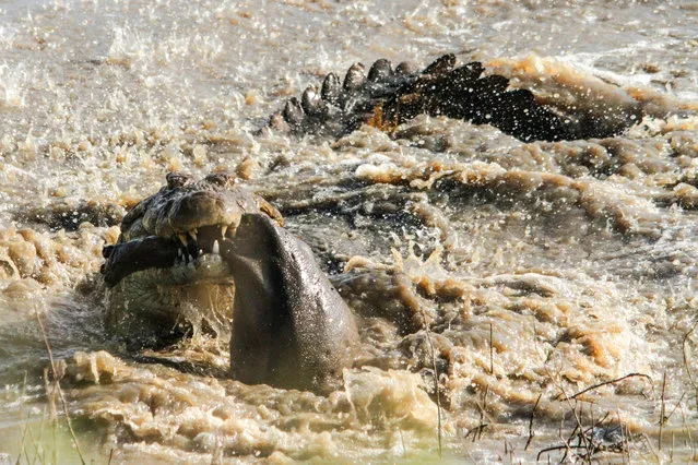 An enormous crocodile mauls a young hippo calf carcass near Lower Sabie on May 11, 2014, in Kruger National Park, South Africa. An enormous crocodile tosses around a young hippo calf caught in its lethal jaws. (Photo by Roland Ross/Barcroft Media)