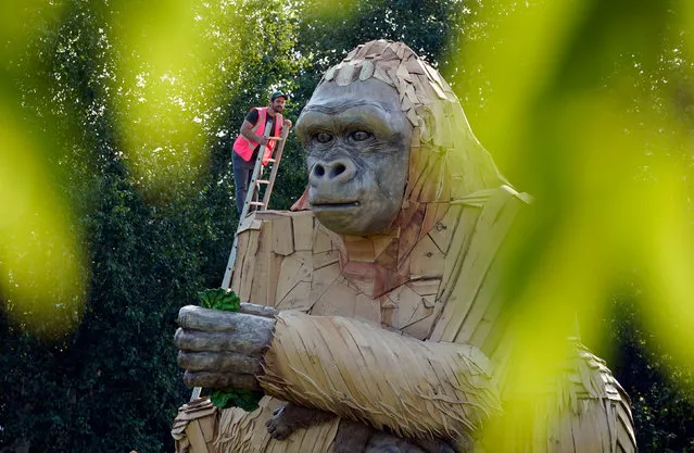 Dan McGavin, Design Director from Bakehouse Factory, inspects a giant interactive gorilla sculpture “Wilder”, during it's unveiling on Thursday, July 21, 2022 to mark the final opening weeks of Bristol Zoo Gardens in Bristol, England. (Photo by Andrew Matthews/PA Images via Getty Images)