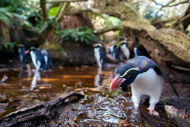 Snares penguins have carved out a labyrinth of well-trodden paths through the forest to their nest sites, creating the unique spectacle of streets of penguin commuters in what looks like a dwarf jungle. The gnarled trunks they walk under are unusual too as they belong to trees of the daisy family. (Photo by Mark MacEwen/BBC Pictures/The Guardian)