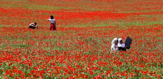 Poppy flowers bloom on a field in the village of Leninskoye, some 25 kilometers from Bishkek, Kyrgyzstan, 28 April 2022. After heavy rains and the temperature in Bishkek rising to up to 28 degrees Celsius on 28 April, the poppies are in full bloom on many of the in Kyrgyz region's fields. (Photo by Igor Kovalenko/EPA/EFE)