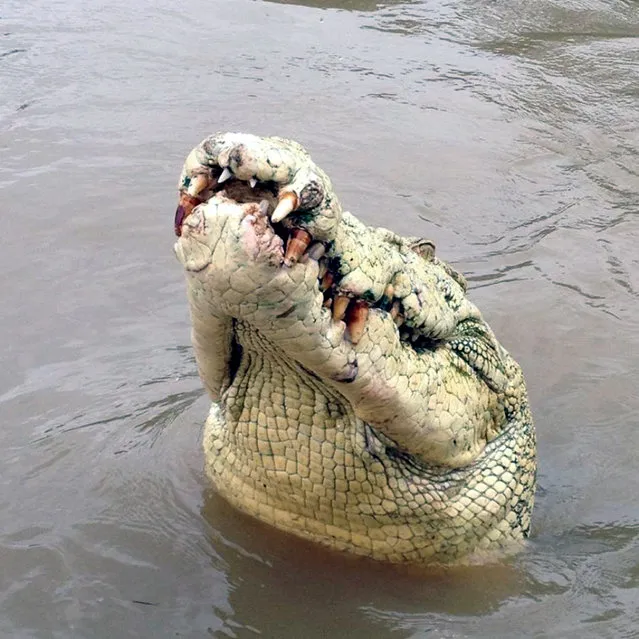 An undated handout picture released by the Adelaide River Queen Jumping Crocodile Cruises on August 20, 2014 shows the albino-headed crocodile named Michael Jackson who was killed by rangers after the reptile killed a man in the Adelaide River, Northern Territory, Australia, August 18, 2014. (Photo by EPA/Adelaide River Queen Jumping Crocodile Cruises)