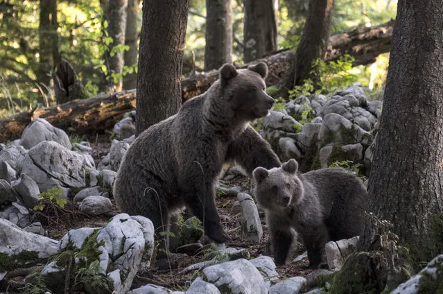 A brown bear with cub forages on September 14, 2017 in Ljubljana, Slovenia. Over 400 Dinaric Brown bears live in the forests of the Notranjska and Kocevska, only 30km from the 280,000 people who inhabit the Slovenian capital city Ljubljana. This breed of bear has been used to repopulate areas of Italy and Spain after they became extinct and whilst Italy has recently experienced bear attacks, in Slovenia they are rare. (Photo by Marco Secchi/Getty Images)