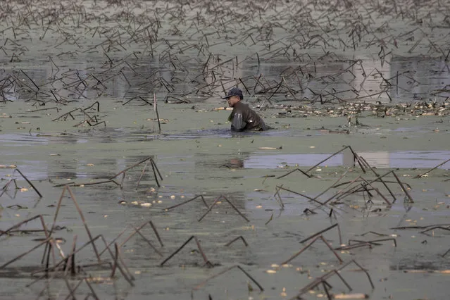 In this April 6, 2020, photo, a worker tries to remove rotting aquatic tubers known as lotus roots in the Huangpi district of Wuhan in central China's Hubei province. Chinese leaders are eager to revive the economy, but the bleak situation in Huangpi in Wuhan's outskirts highlights the damage to farmers struggling to stay afloat after the country shut down for two months. (Photo by Ng Han Guan/AP Photo)