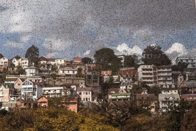 A swarm of locusts invades the center of Mdagascar capitol Antananarivo on August 28, 2014. (Photo by AFP Photo/Rijasolo)