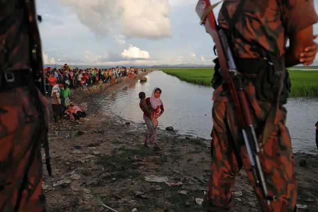 Bangladeshi border guards watch as Rohingya refugees who fled from Myanmar make their way through the rice field after crossing the border in Palang Khali, Bangladesh October 9, 2017. (Photo by Damir Sagolj/Reuters)