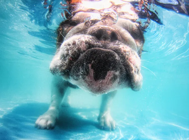 “Underwater Puppies”: Herbie, English bull dog. (Photo by Seth Casteel)