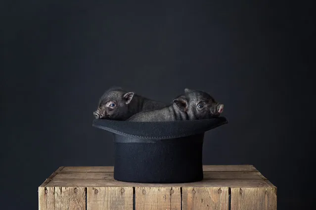 “We used a hot-water bottle inside the bowler hat so the pigs didn’t get cold, and it worked to elevate them too. These miniature Vietnamese pigs are a product of selective breeding for the medical research industry”. (Photo by David Yeo/Leica Studio Mayfair/The Guardian)