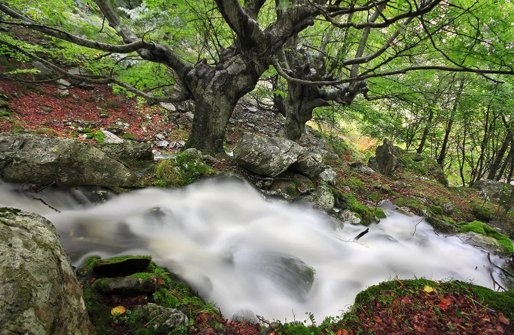 A Mystical Forest In Spain
