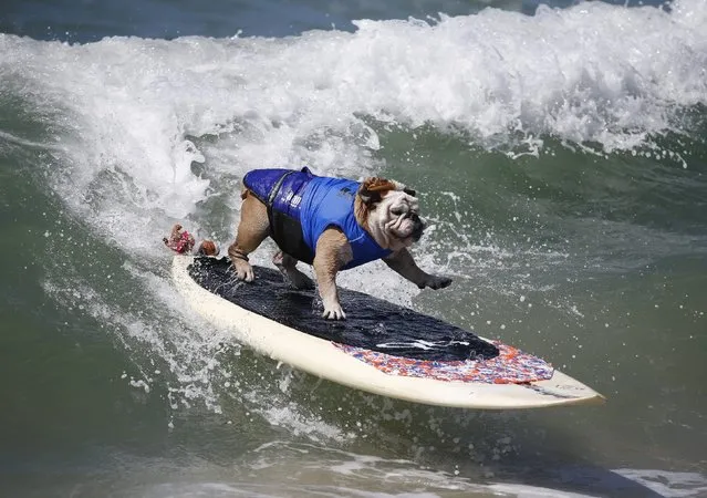 Surfer Dog Tillman rides a wave at the Surf City surf dog contest in Huntington Beach, California September 28, 2014. (Photo by Lucy Nicholson/Reuters)