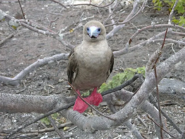 Red-Footed Booby