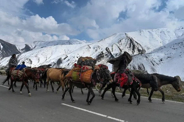 Kashmiri Bakarwal people with their horses walk through the Mughal road near Peer Ki Gali on October 19, 2022. (Photo by Tauseef Mustafa/AFP Photo)