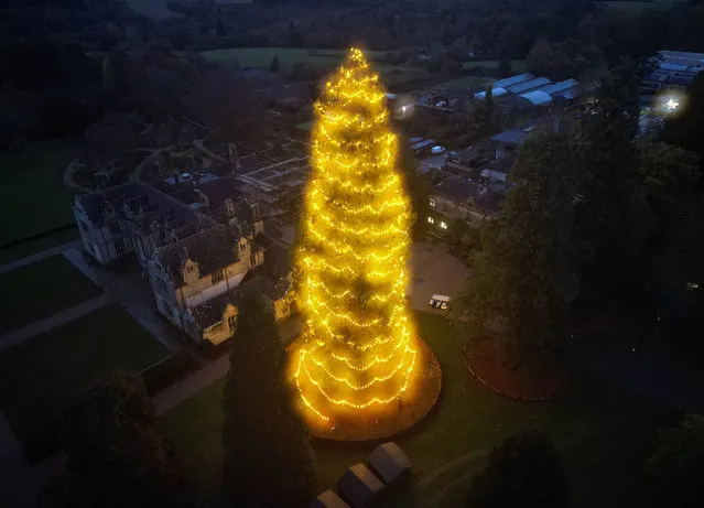 A view of the UK's tallest living Christmas tree, a giant redwood approximately 110ft tall, as it is decorated at Wakehurst Place in West Sussex on Wednesday, November 9, 2022. (Photo by Andrew Matthews/PA Images via Getty Images)