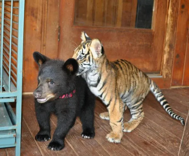 Lion, Tiger, Bear