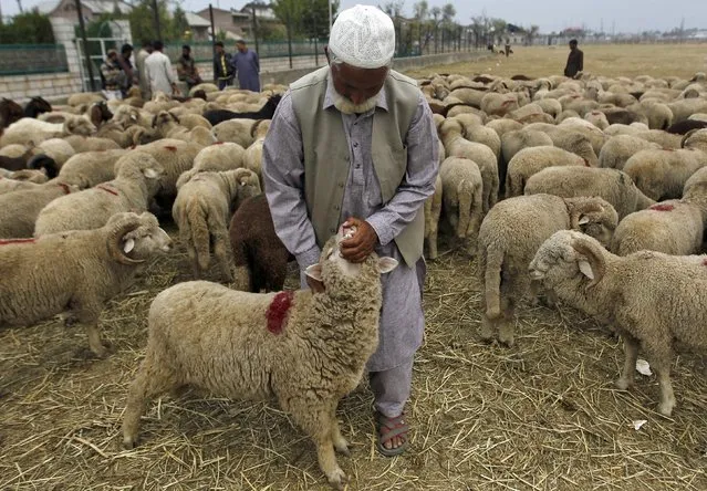 A Kashmiri Muslim man checks the teeth of a sheep to determine its age at a livestock market ahead of the Eid al-Adha festival in Srinagar September 21, 2015. (Photo by Danish Ismail/Reuters)