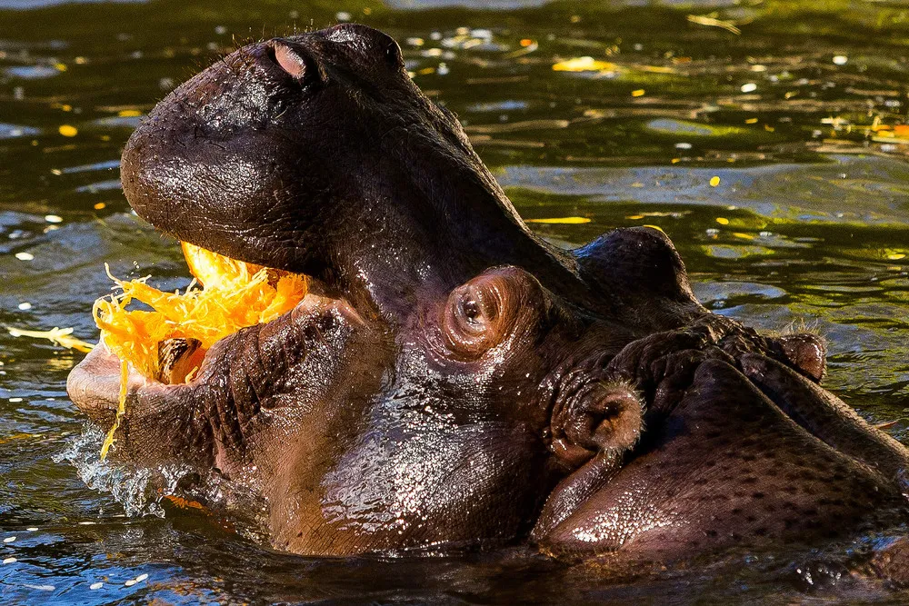 The Week in Pictures: Animals, October 11 – October 18, 2014