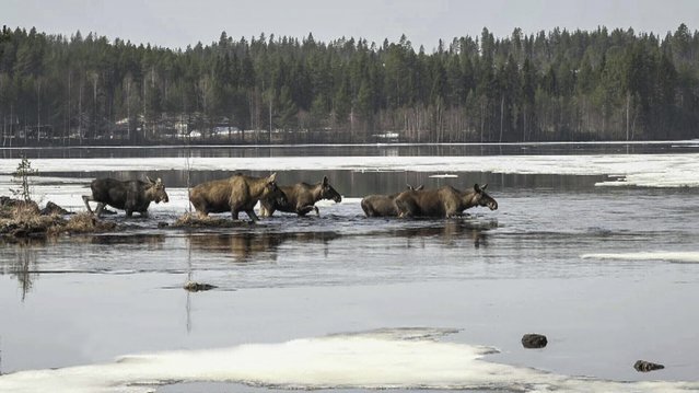 This undated photo, issued by SVT, shows Moose in Junsele, Sweden during preparations for the livestream 'The Great Moose Migration' to document the annual Moose migration near Kullberg in northern Sweden. (Photo by SVT via AP Photo)