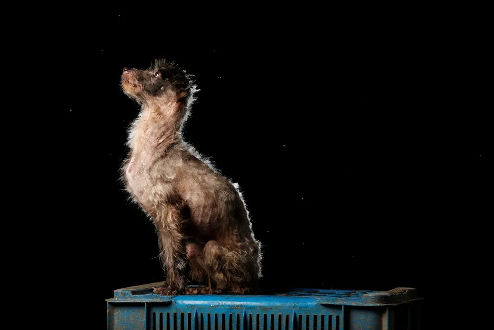 It's a Dog's Life...