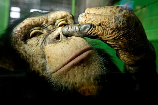 Anfisa, a 12-year-old female chimpanzee, picks its nose at the Royev Ruchey Zoo in a suburb of the Siberian city of Krasnoyarsk, Russia October 18, 2017. (Photo by Ilya Naymushin/Reuters)