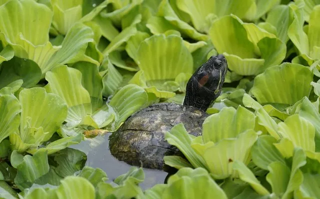 A turtle emerges at the Echo Park Lake in Los Angeles Monday, August 17, 2020. A heatwave brought triple-digit temperatures and raised wildfire danger and fears of coronavirus spread, a significant concern in a state with more than 621,000 confirmed cases. Public health officers urged people to follow masks and social distancing orders if they head outdoors. (Photo by Damian Dovarganes/AP Photo)