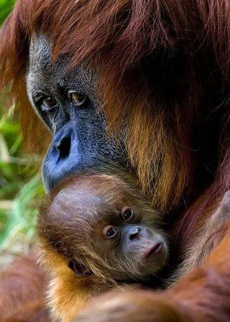 Rochale, a 41-year old Sumatran Orangutan, holds her newborn baby at the Ramat Gan Safari park near Tel Aviv, Israel. (Photo by Ariel Schalit/Associated Press)