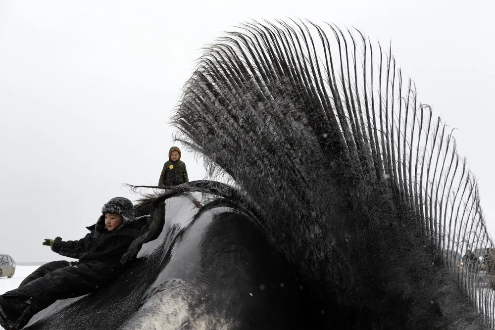 Whale Catch is Survival in Alaska Town