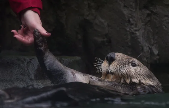 A trainer checks on rehabilitated sea otter Walter, who was blinded after a shotgun blast to the face near Tofino, British Columbia, Canada, during feeding after he was released into an enclosure with a female for the first time at the Vancouver Aquarium in Vancouver, British Columbia, Canada on Thursday, November 6, 2014. Walter underwent more than a year of treatment and rehabilitation after being rescued in October 2013 and was deemed non-releasable by Fisheries and Oceans Canada. (Photo by Darryl Dyck/AP Photo/The Canadian Press)