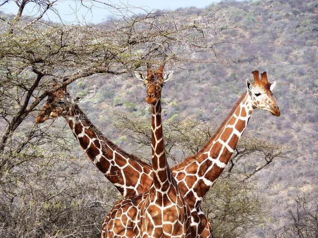 Giraffe 'with three heads'. (Photo by Tony Murtagh/Comedy Wildlife Photography Awards/Mercury Press)