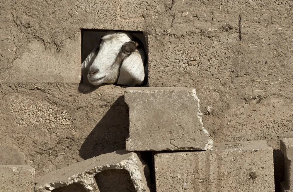 The Week in Pictures: November 8 – November 15, 2014. Part 1/5