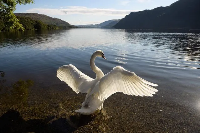 A swan beats its wings on the shore of Ullswater in the sunshine near Glenridding in the Lake District in north west England on Bank Holiday Monday, August 31, 2020, as many people opt to holiday at home rather than risk having to self-isolate for two weeks on return from a foreign holiday. The collapse in Britons taking foreign holidays has presented an opportunity by boosting the demand for “staycations”. (Photo by Oli Scarff/AFP Photo)