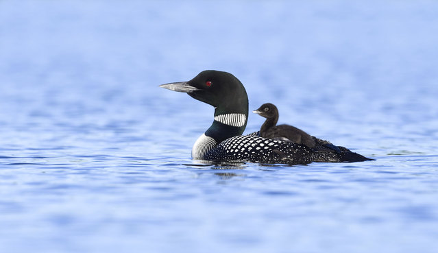 A loon chick catches a ride on the back of a parent, photographed in Canada. (Photo by Pchoui/iStockphoto via Getty Images)