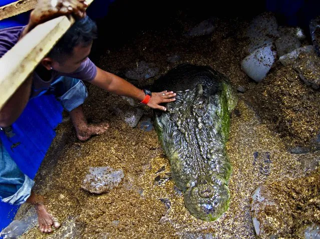 A worker touches “Lolong”, the world's largest saltwater crocodile in captivity, after it died on Sunday on February 11, 2013. The crocodile was 20.24 feet and weighed more than a ton. (Photo by Erwin Mascarinas/Associated Press)