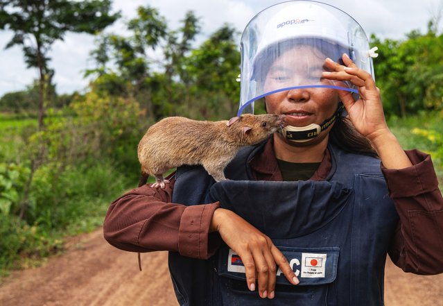 Mott Sreymom, 34, a rat handler with the humanitarian demining organization APOPO, carries an African giant pouched rat back from a landmine field in Siem Reap, Cambodia, Tuesday, June 10, 2025. (Photo by Anton L. Delgado/AP Photo)