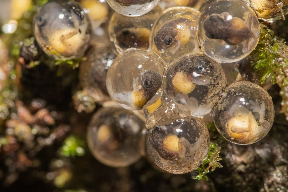 UK Royal Society of Biology’s Photographer of the Year Shortlist