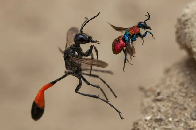 Winner – Behaviour, Invertebrates: A tale of two wasps by Frank Deschandol, France. This remarkable simultaneous framing of a red-banded sand wasp (left) and a cuckoo wasp, about to enter next-door nest holes in Normandy, France. Though these two species don’t regularly interact, Deschandol was gifted a perfectly balanced composition by the insects’ fortuitous flight paths to their nest holes. (Photo by Frank Deschandol/Wildlife Photographer of the Year 2020)