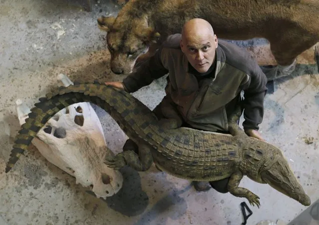 Belgian animal sculptor Emmanuel Janssens Casteels holds a replica of a prehistoric crocodile in his workshop in Prayssas December 3, 2014. (Photo by Regis Duvignau/Reuters)