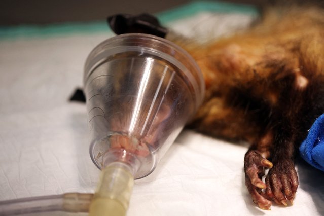 An opossum receives treatment after it was found injured in an urban area by the Instituto Vida Livre, as the NGO works to rescue, rehabilitate and release wild animals in distress, in Rio de Janeiro, Brazil on August 8, 2025. (Photo by Pilar Olivares/Reuters)