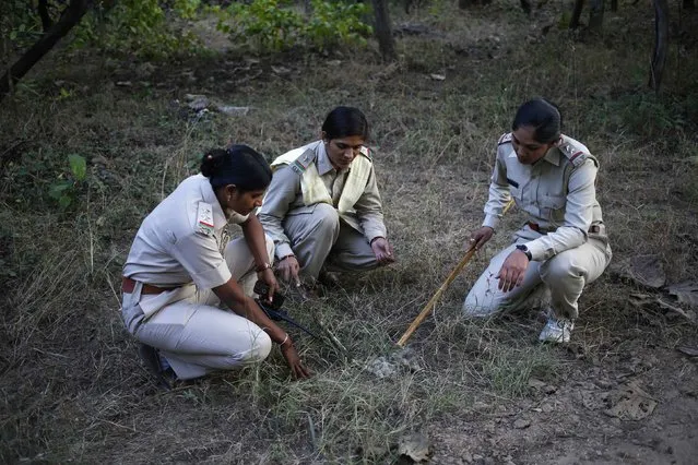 Female forest guards (L-R) Rashila Ben, Sangeeta and Darshana examine a lion faeces as they patrol the Gir National Park and Wildlife Sanctuary in Sasan in the western Indian state of Gujarat December 1, 2014. The sanctuary, which is home to Asiatic lions in India, has an area of 1,412 sq km in which female guards were employed for the first time in India in 2007. (Photo by Anindito Mukherjee/Reuters)