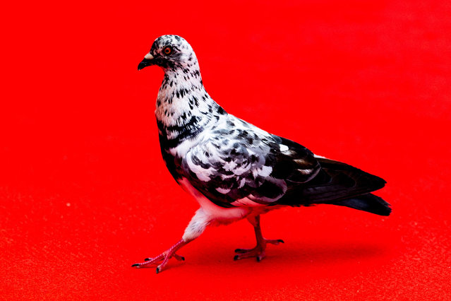 A pigeon struts on a red carpet as the Toronto International Film Festival (TIFF) returns for its 50th edition, in Toronto, Ontario, Canada on September 5, 2025. (Photo by Carlos Osorio/Reuters)
