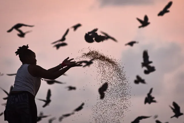 A beachgoer throws bird seeds around a flock of pigeons to feed them in the morning, at Edward Elliot's beach, in Chennai, India, 16 March 2023. (Photo by Idrees Mohammed/EPA)