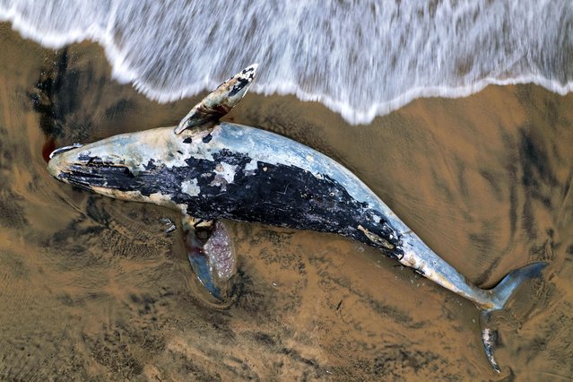 Aerial view of the carcass of a whale washed up on the beach in Playas de Tijuana, Baja California state, Mexico, on August 19, 2025. (Photo by Guillermo Arias/AFP Photo)