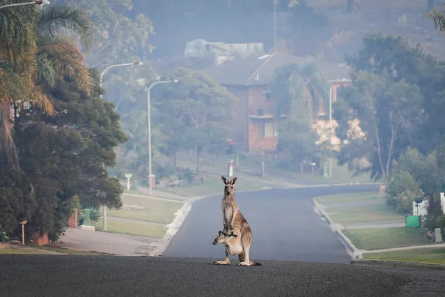 A kangaroo on an empty street in Tathra following a bushfire on the New South Wales coast, Tathra, Australia on March 19, 2018. (Photo by Fairfax Media)