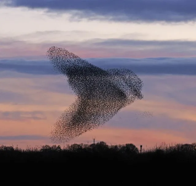 A birdwatcher was stunned when he captured the incredible moment a murmuration of starlings formed the perfect shape of a giant bird across the sky. Richard Baines was birdwatching at Lower Derwent Valley National Nature Reserve near York on Wednesday, January 18, 2023 when he photographed the amazing sight of the starlings moving in synchronicity over wetlands.(Photo by Richard Baines/Kennedy News)
