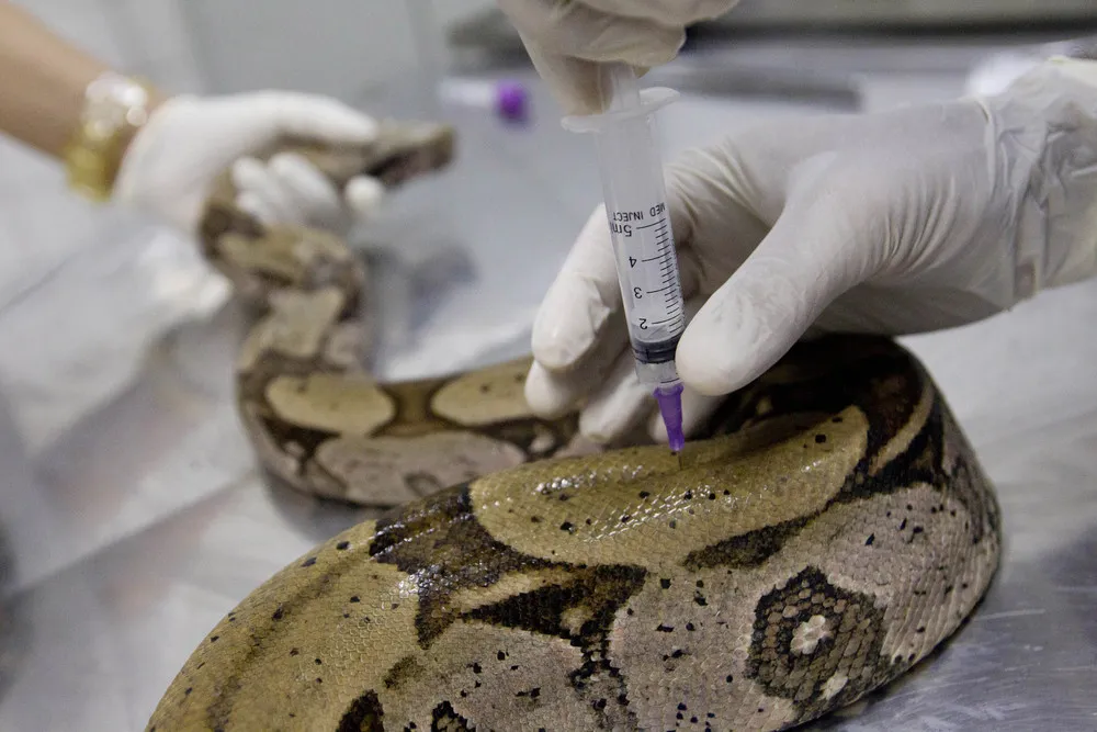 Animal Emergency Room