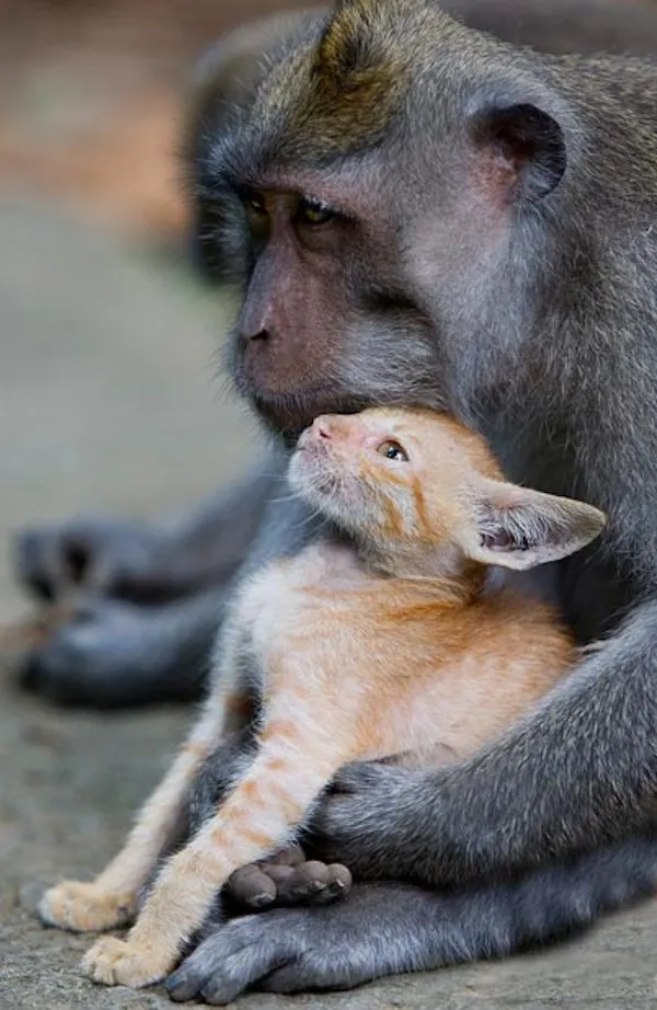 Monkey Adopts Kitten by Anne Young