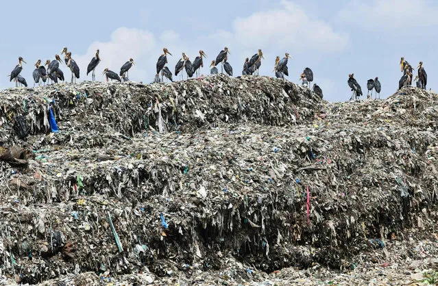 Great adjutant storks stand atop garbage in a landfill at Boragoan area in Guwahati on May 8, 2018. (Photo by Biju Boro/AFP Photo)