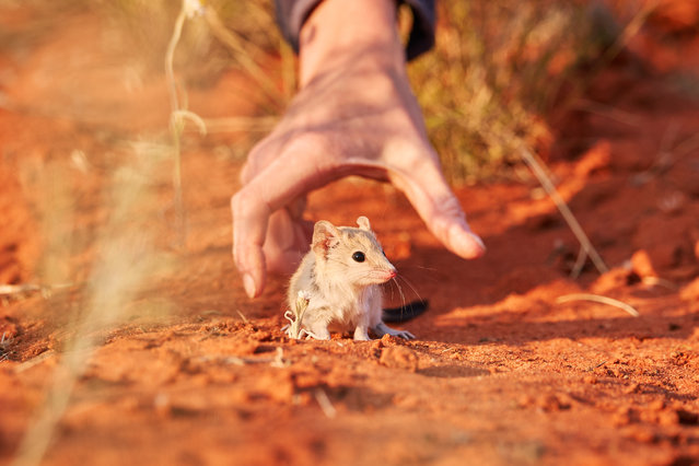 A mulgara is released by scientist Rebecca West in the Wild Deserts precinct of Sturt national park, New South Wales, Australia on 2025.. Many of the country’s distinctive small marsupials – the bilbies, bandicoots and quolls – have been missing for a century or more, wiped out by land clearing and the hunting prowess of feral cats. A group of scientists has started a bold project to see if small marsupials can train themselves to survive alongside the cats that drove their species almost to extinction. (Photo by Richard Freeman/UNSW)